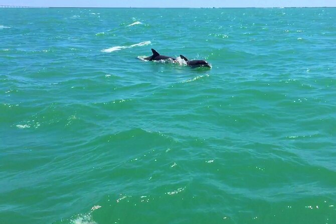 Dolphin Watching Boat Tour Around Anna Maria Island - Onboard Amenities and Comfort