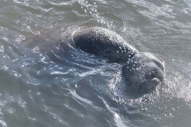 Dolphin Watching Boat Tour Around Anna Maria Island - Meeting and Pickup Logistics