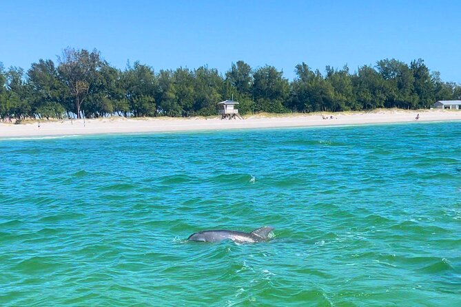 Dolphin Watching Boat Tour Around Anna Maria Island - Health and Accessibility Considerations
