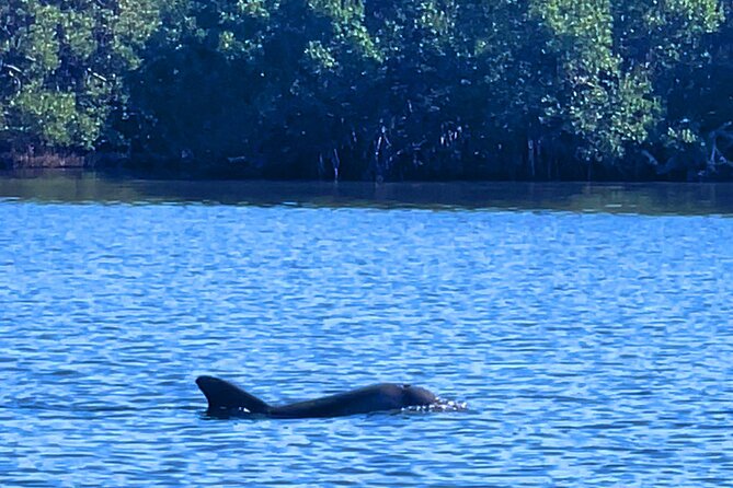 Dolphin Watching Boat Tour Around Anna Maria Island - Booking and Reservation Process