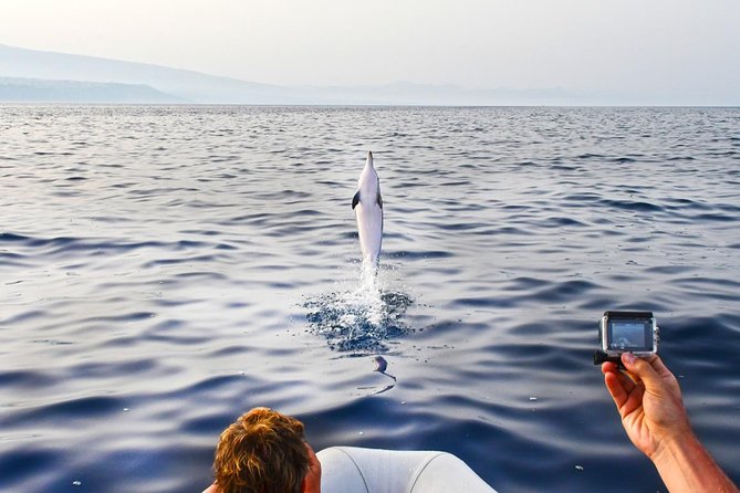 Dolphin Watching & Conservation - Dolphins in the Gulf of Catania - Eco-Friendly Dolphin Watching Tour