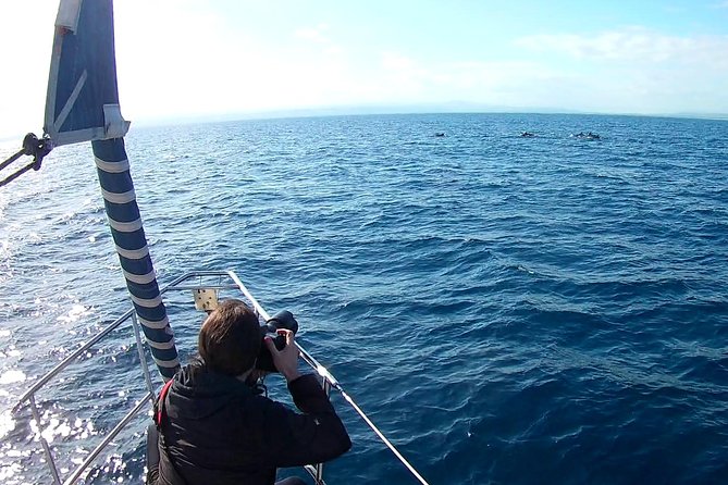 Dolphin Watching & Conservation - Dolphins in the Gulf of Catania - Boat Rental and Safety Equipment