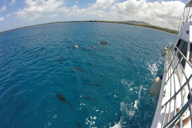 Dolphin Watching Cruise with Underwater Observatory Viewing - An In-Depth Look at the Experience