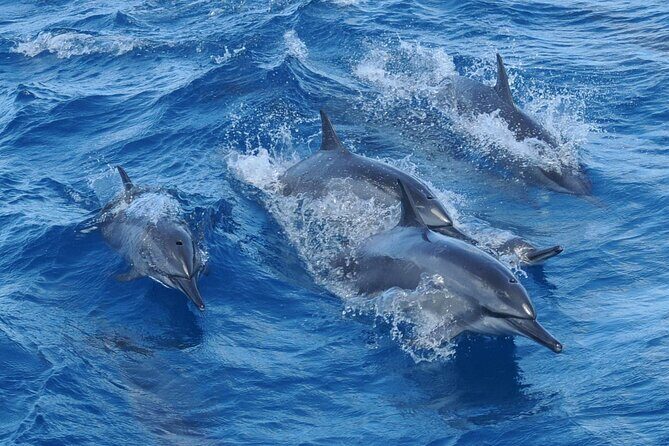 Dolphin Watching Cruise with Underwater Observatory Viewing - Final Thoughts
