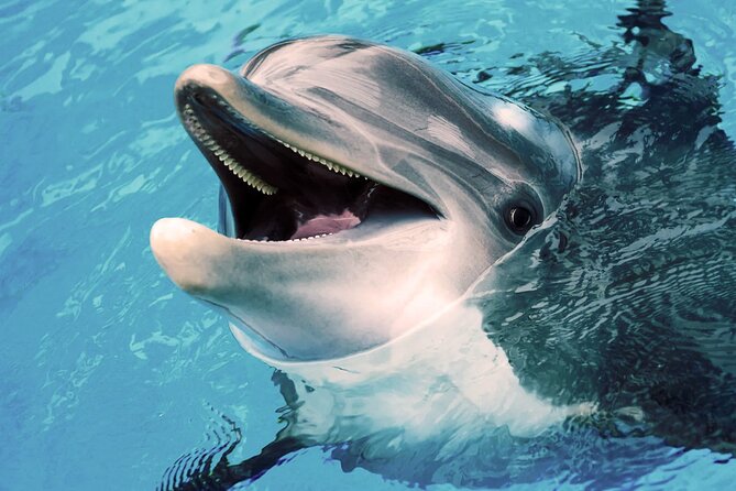 Dolphin Watching - Omans Dolphin Sightings