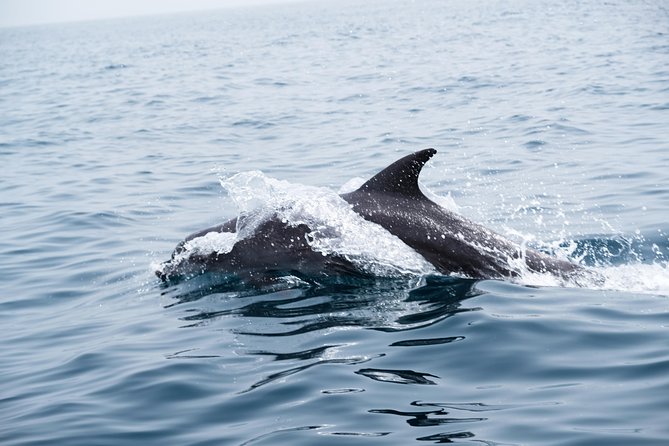 Dolphin Watching - Preparing for the Adventure