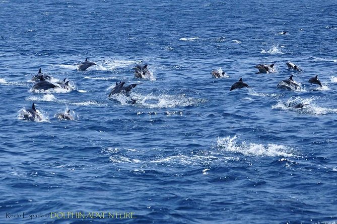 Dolphin Watching Excursion in Gibraltar - Viewing the Marine Mammals
