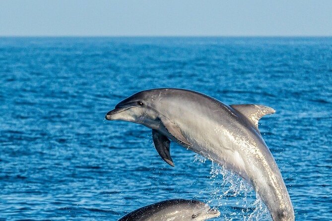 Dolphin Watching Excursion in Gibraltar - Specially Designed Viewing Boats