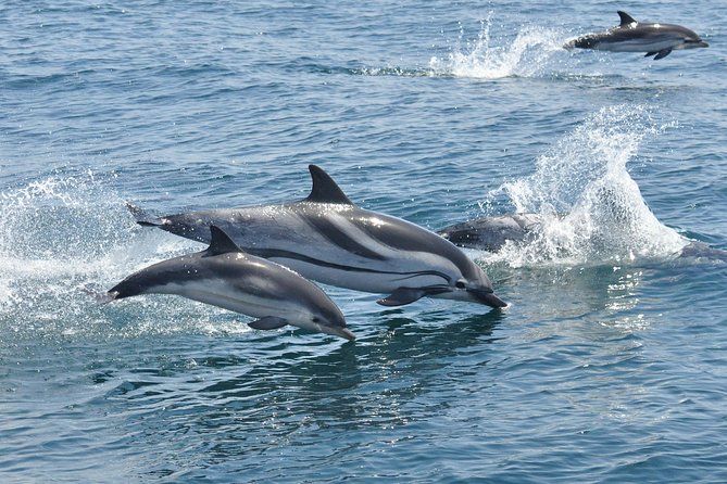 Dolphin Watching Excursion in Gibraltar - Spectacular Views of the Region