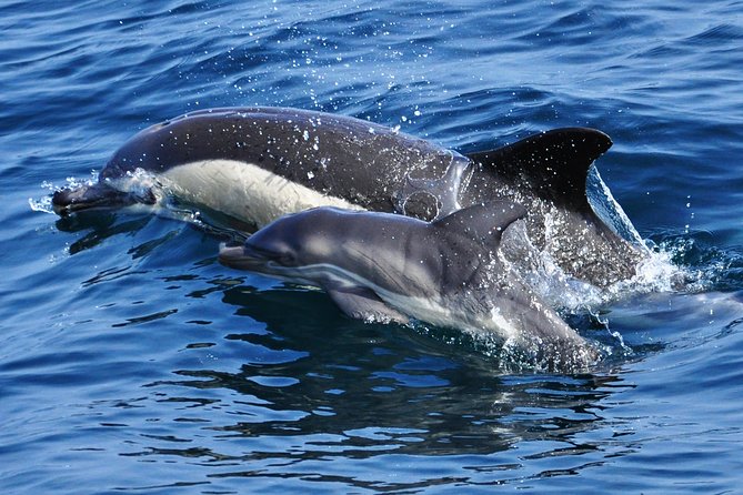 Dolphin Watching Excursion in Gibraltar - Duration and Group Size Details