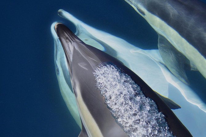 Dolphin Watching Excursion in Gibraltar - Meeting and Drop-off Points