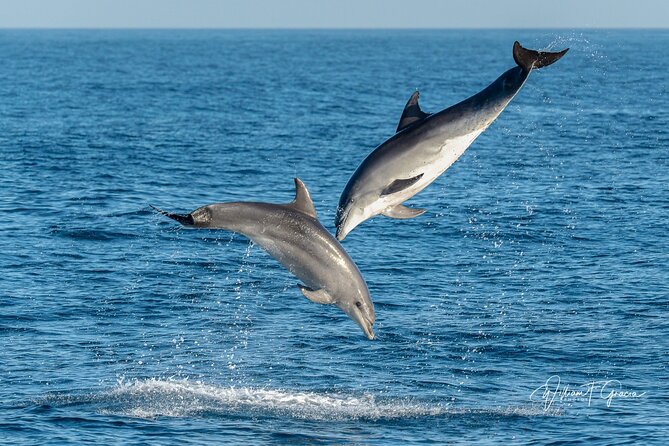 Dolphin Watching Excursion in Gibraltar - Cancellation and Refund Policy