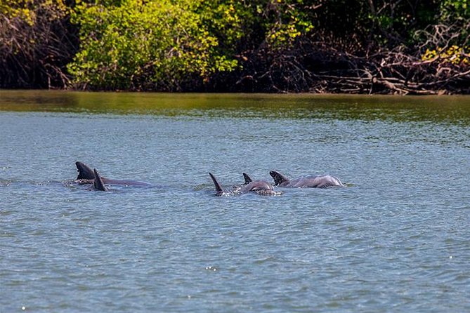 Dolphin Watching Experience in Puerto El Morro From Guayaquil - Key Points