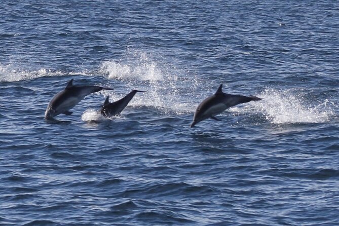 Dolphin Watching From Faro - Safety and Accessibility Considerations