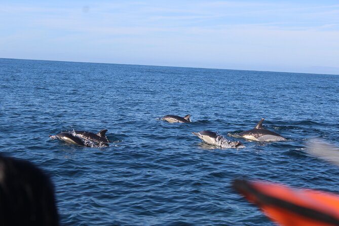 Dolphin Watching From Faro - Cancellation and Booking Policies