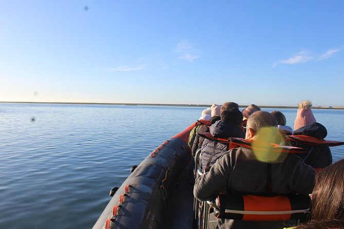Dolphin Watching From Faro - Highlights of the Dolphin Watching Experience