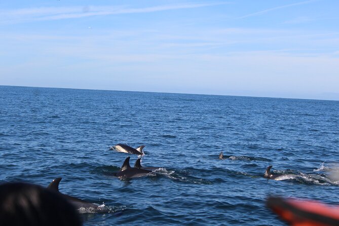 Dolphin Watching From Faro - Practical Tips for Guests