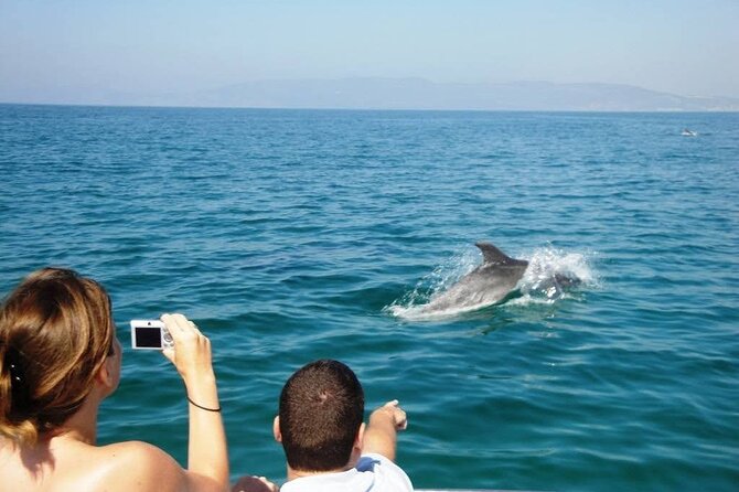 Dolphin Watching From Faro - What to Expect on the Cruise