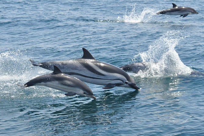 Dolphin Watching in Gibraltar & Fast Track Priority Cable Car - Accessibility and Additional Information