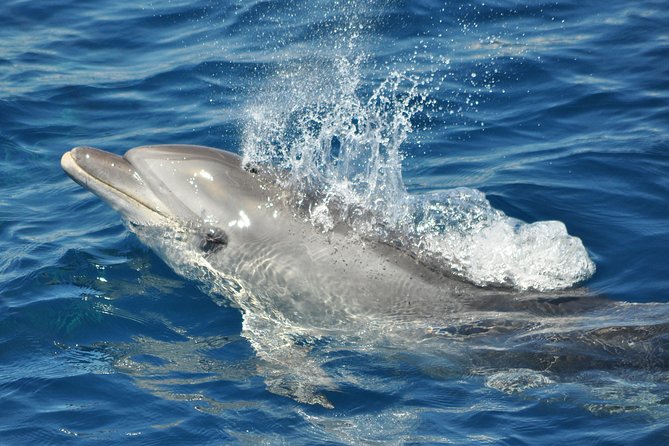 Dolphin Watching in Gibraltar & Fast Track Priority Cable Car - Highlights of the Dolphin Watching Experience