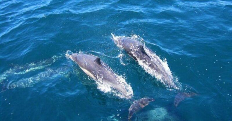 Dolphin Watching in Kalpitiya - Key Points