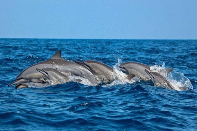 Dolphin Watching in Kalpitiya - Pricing and Booking Information