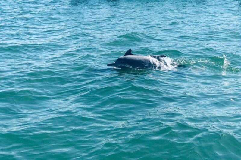 Dolphin Watching in Kalpitiya - Activity Details