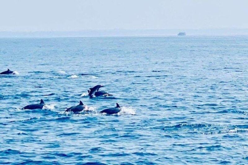 Dolphin Watching in Kalpitiya - Tips for Responsible Dolphin Viewing