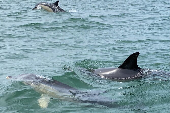 Dolphin Watching in Lisbon - Sightseeing Highlights