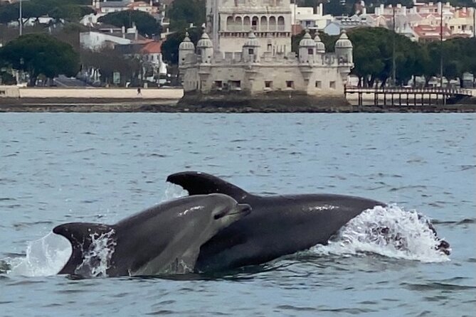 Dolphin Watching in Lisbon - Dolphin Viewing Opportunity