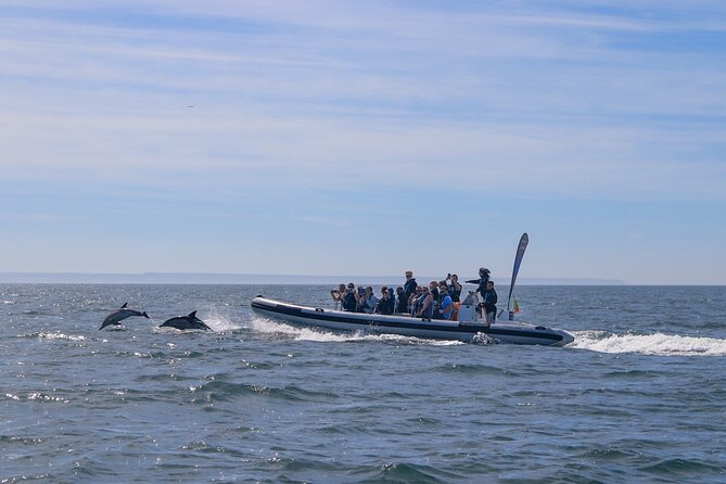 Dolphin Watching in Lisbon - Ecosystem Exploration