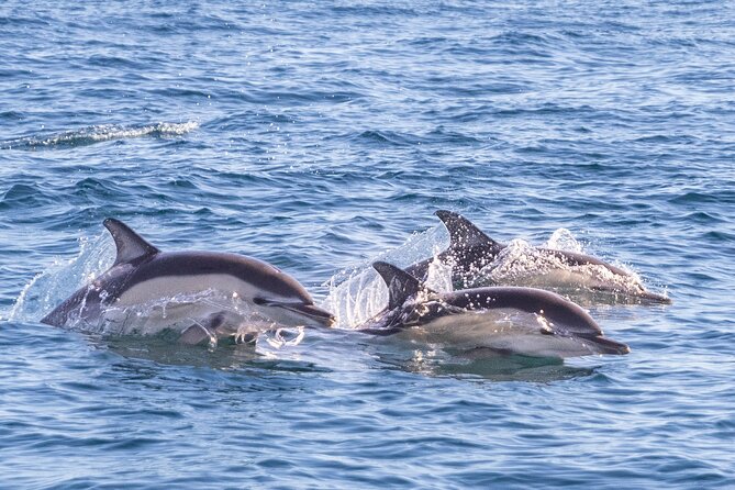 Dolphin Watching in Lisbon - Accessibility and Fitness Requirements