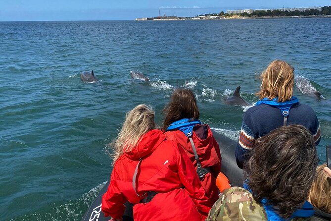 Dolphin Watching in Lisbon - Group Size Limit