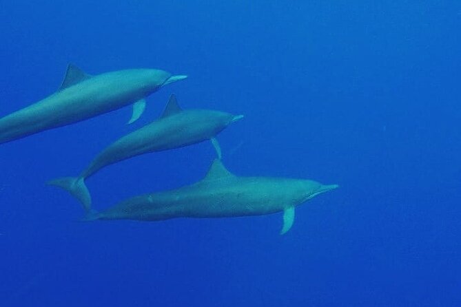Dolphin Watching in Puerto Escondido - Pricing and Cancellation Policy