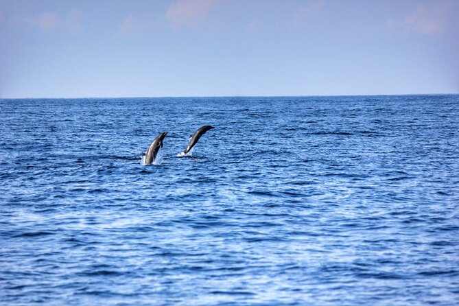 Dolphin Watching in Puerto Escondido - Reviews and Experiences