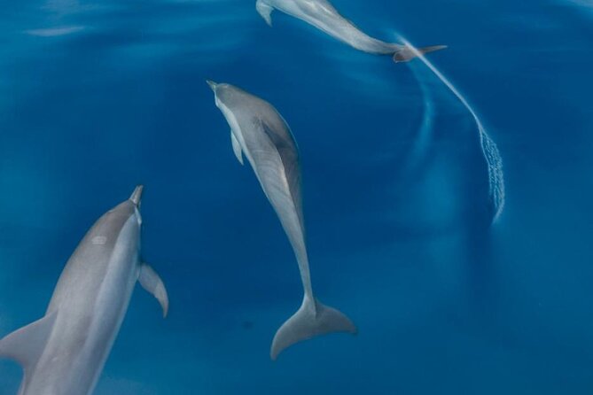 Dolphin Watching in Puerto Escondido - Memorable Ocean Experience