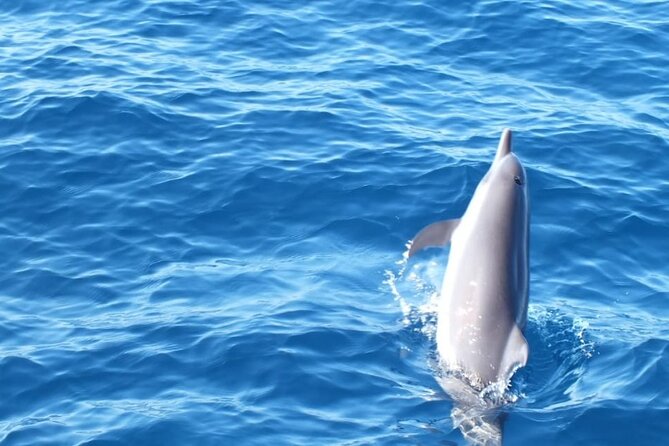 Dolphin Watching in Puerto Escondido - Preparation and Punctuality