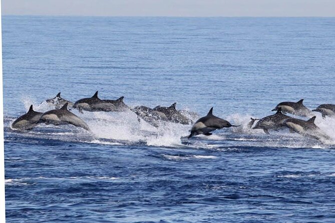 Dolphin Watching in Puerto Escondido - Tour Highlights and Feedback