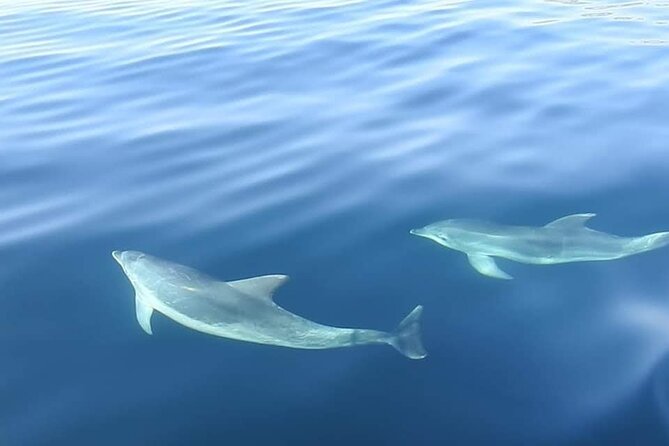 Dolphin Watching in Sesimbra - Accessibility Information