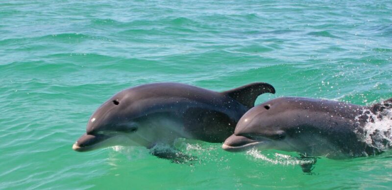 Dolphin Watching in the Wild - Half Day Private Tour - Inclusions and Exclusions
