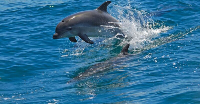 Dolphin Watching in the Wild - Half Day Private Tour - Customer Reviews