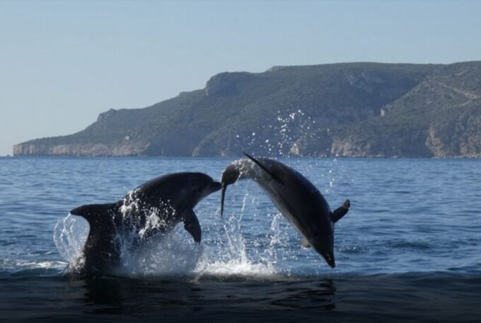 Dolphin Watching in the Wild - Half Day Private Tour - Frequently Asked Questions