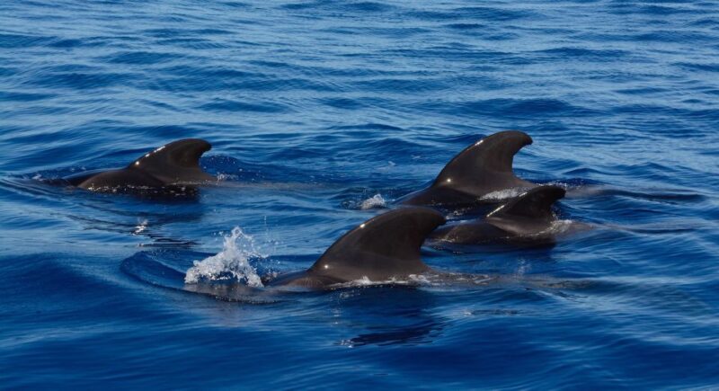 Dolphin Watching in Trincomalee - Key Points