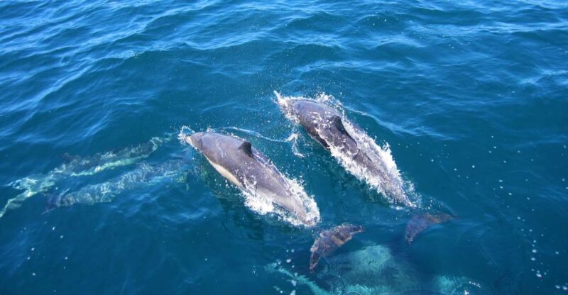 Dolphin Watching in Trincomalee - Pricing and Booking