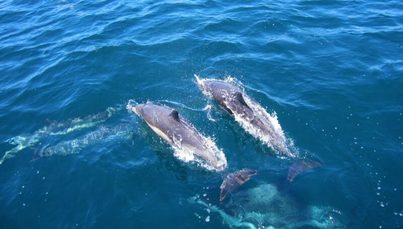Dolphin Watching in Trincomalee - Location and Accessibility