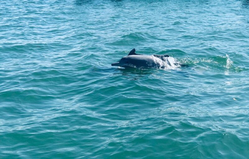 Dolphin Watching in Trincomalee - Highlights