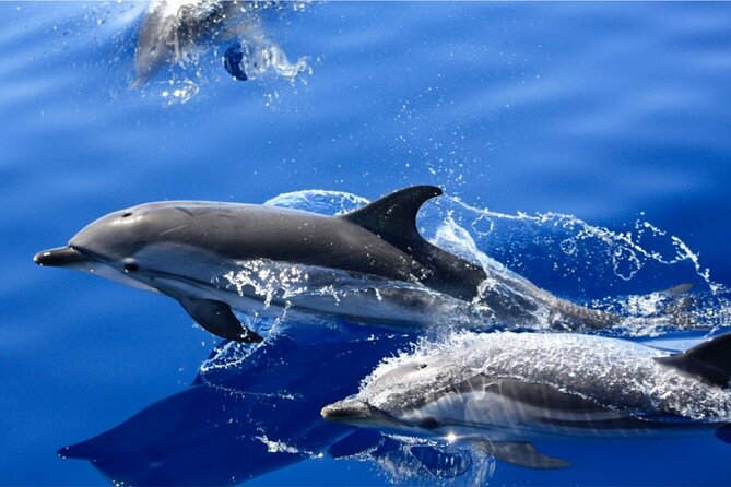 Dolphin Watching Mini Cruise and Snorkeling From Lanzarote - Sighting and Participant Guarantee