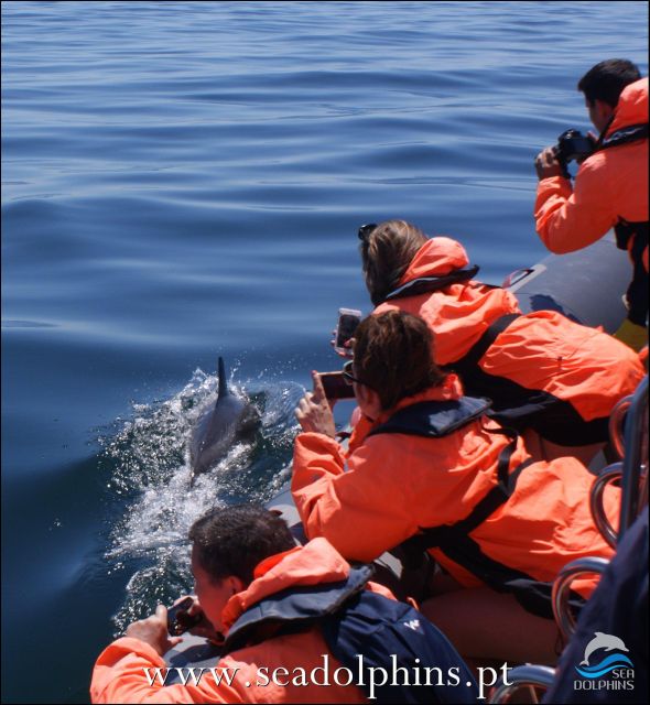 Dolphin Watching - Portimão - Booking Details