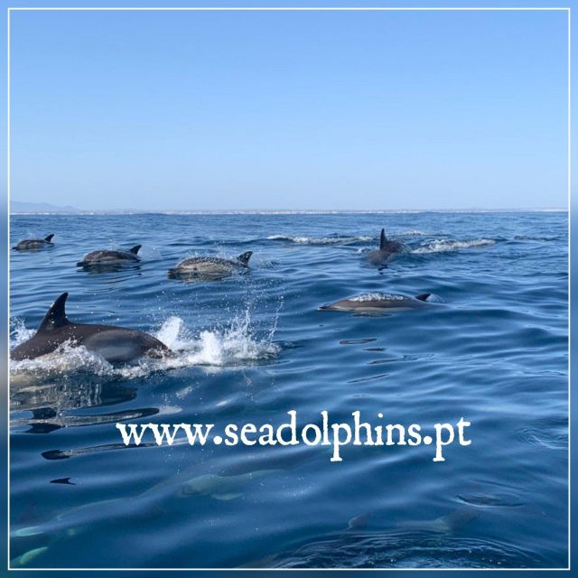 Dolphin Watching - Portimão - Inclusions and Exclusions