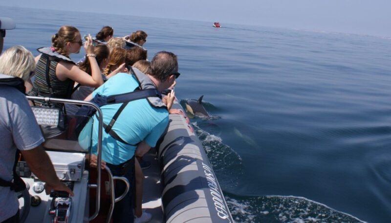 Dolphin Watching - Portimão - Itinerary Highlights